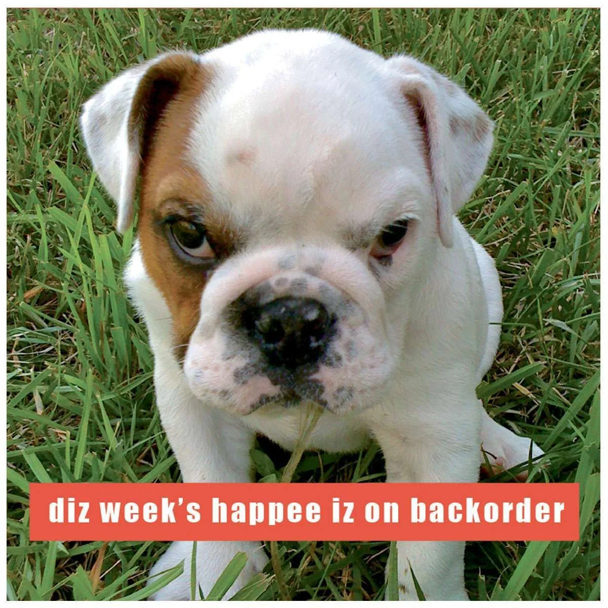 Backorder.webp