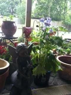 Backyard5.webp