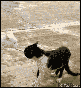 Bad ass cat.gif