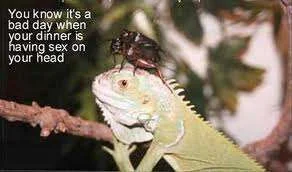 bad day iguana.webp