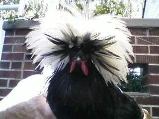 Bad Hair day.webp