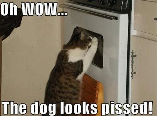 Bad-Kitty.webp