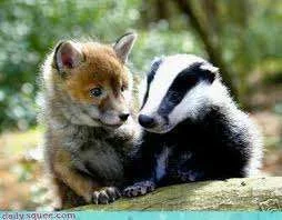 badger.webp