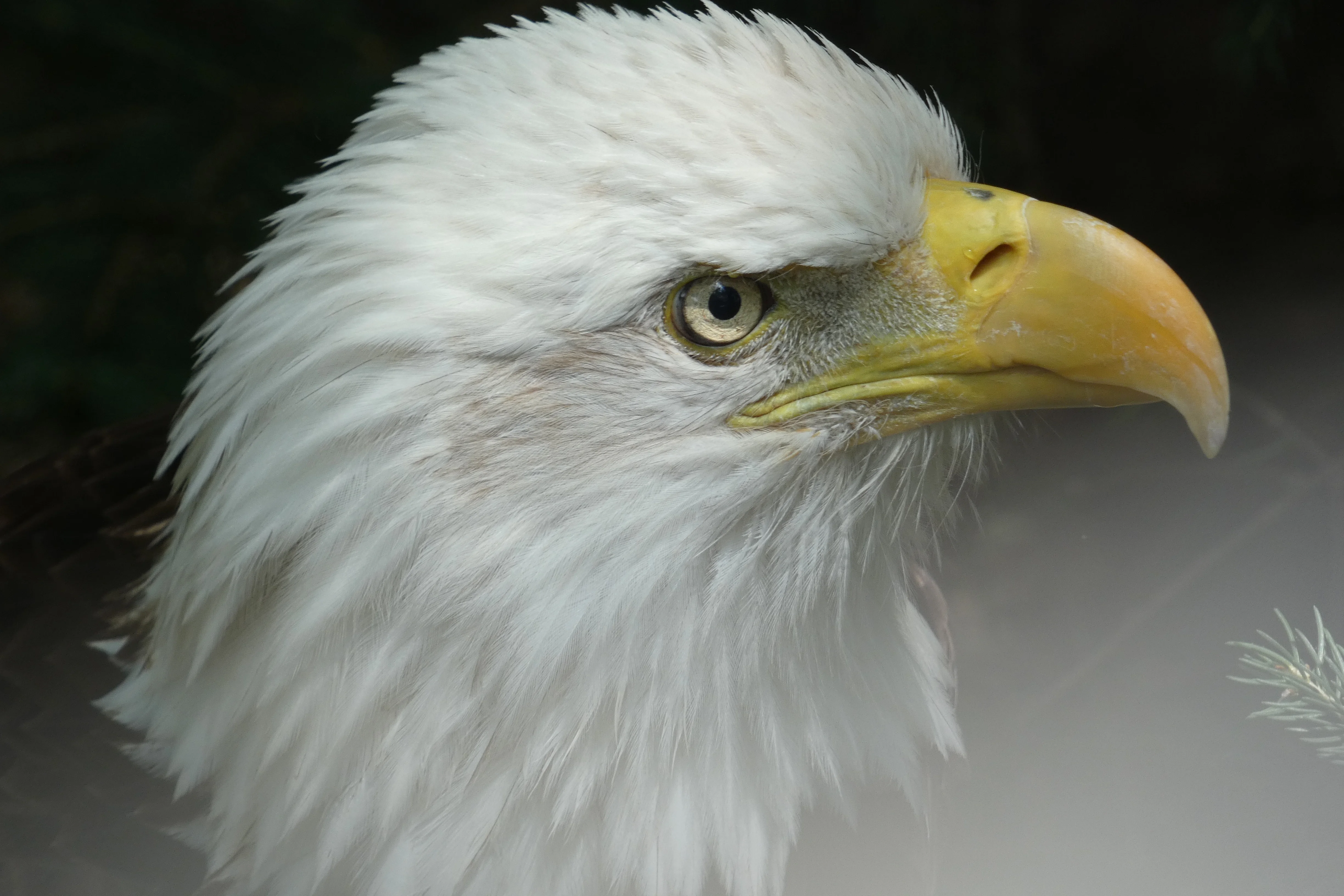 bald eagle head.webp