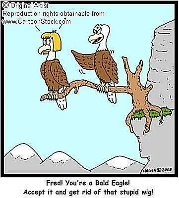 bald-eagle.webp
