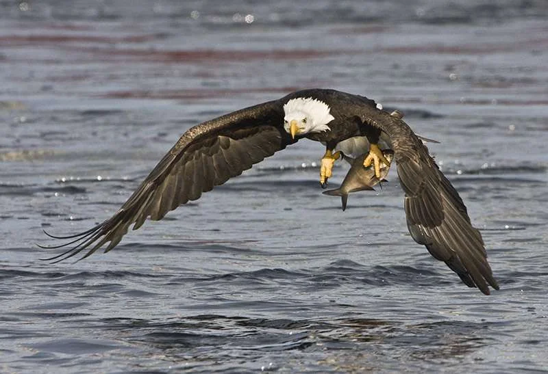 Bald Eagles 246.webp