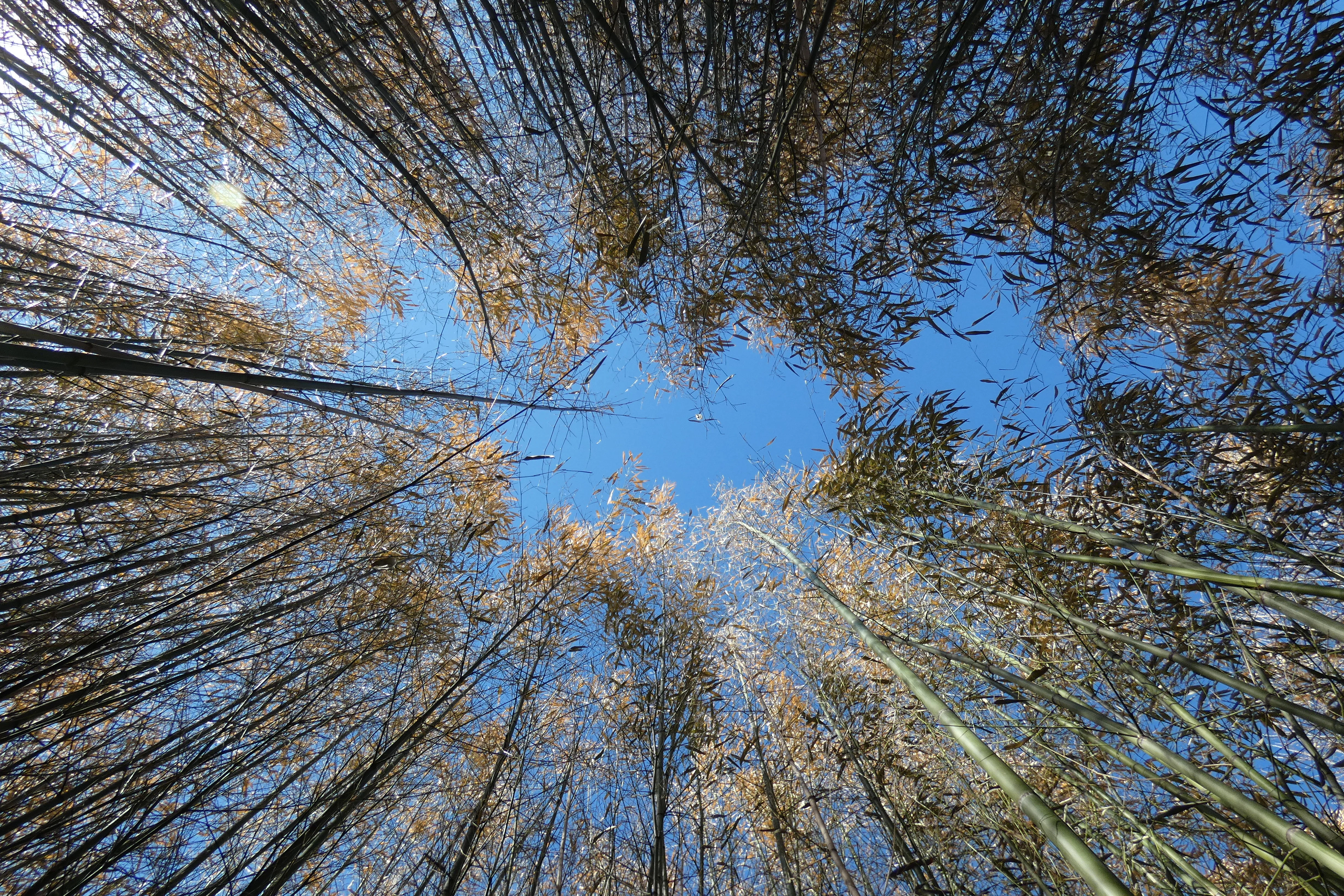 bamboo.webp