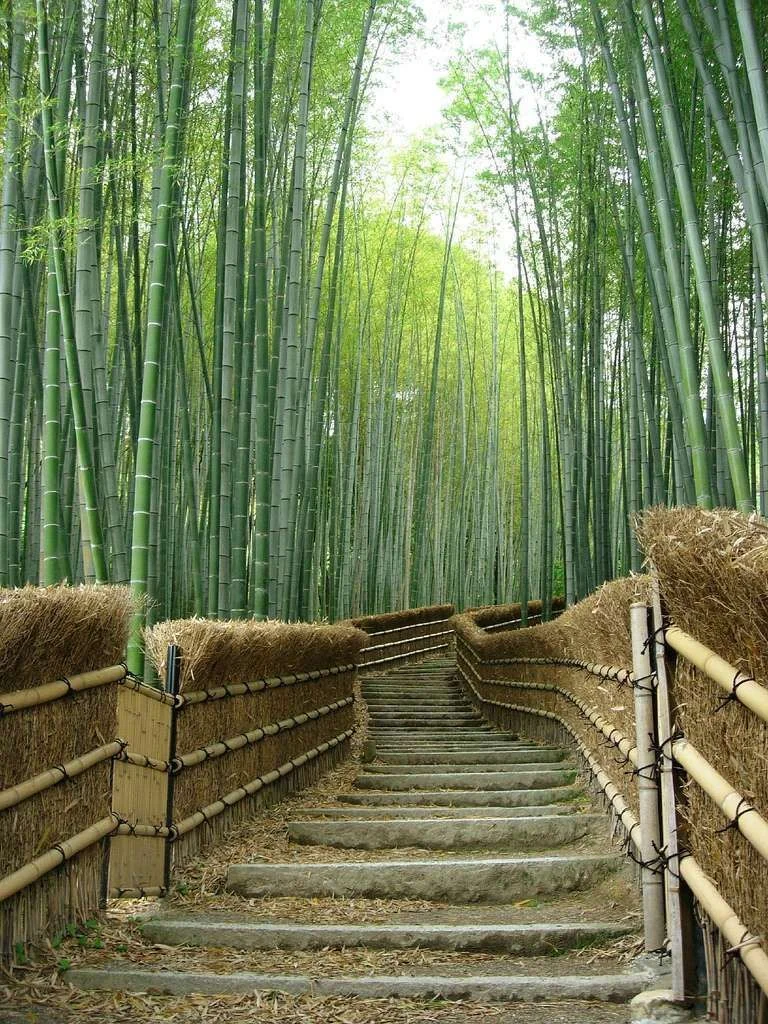 Bamboo_Trees_at_the_Adashino-nenbutsuji_Temple.webp