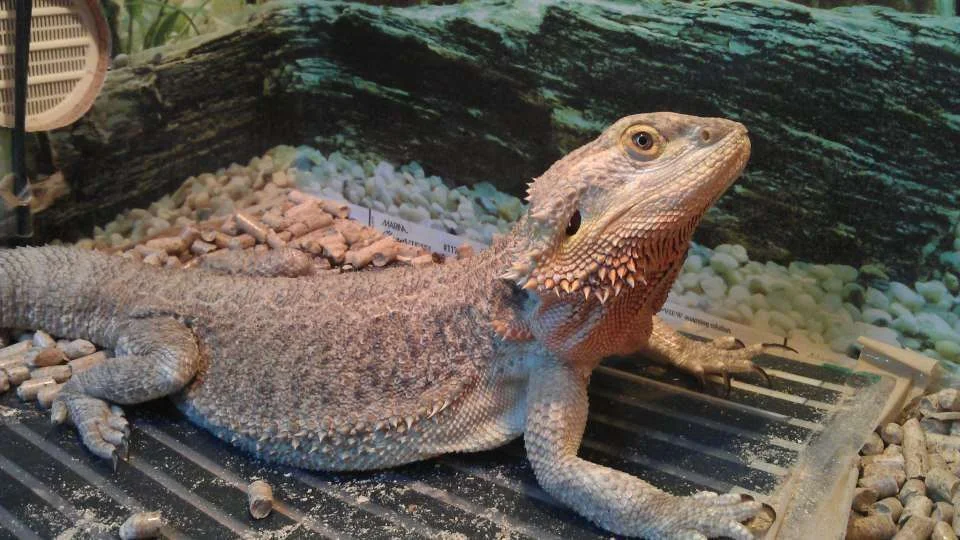 barney.webp