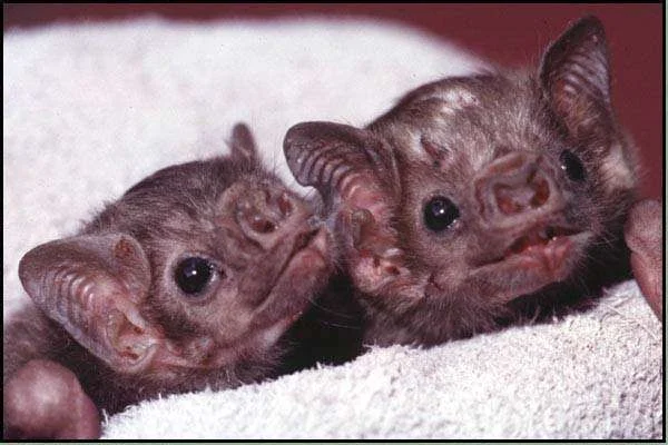 Bat5.webp