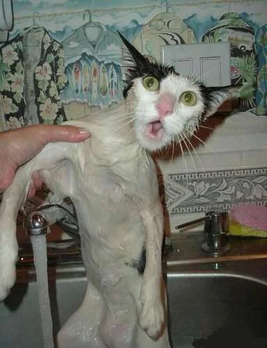 Bath Cat.webp