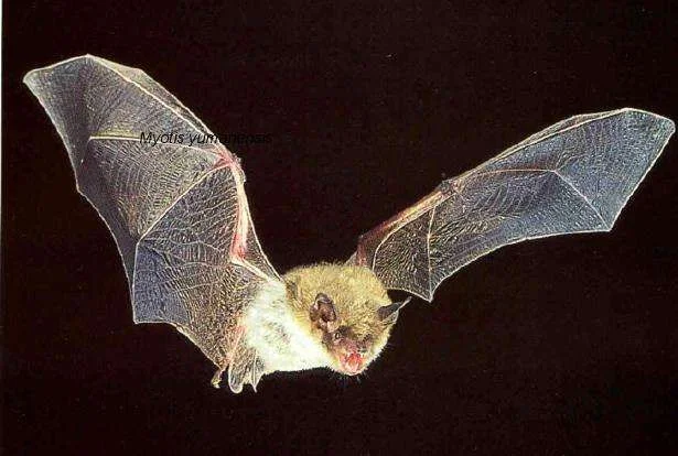batsyumagrande.webp