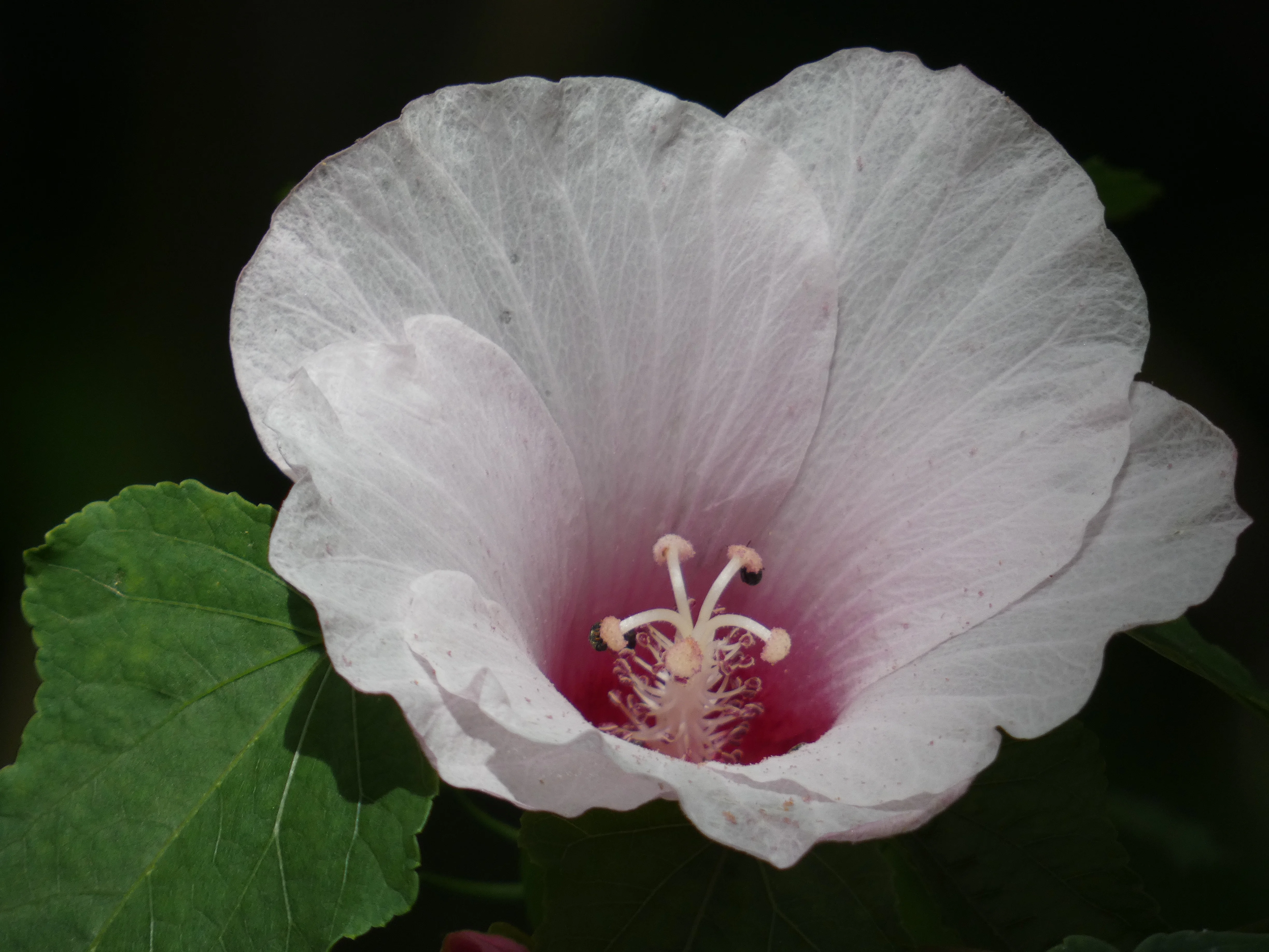 BB flower.webp