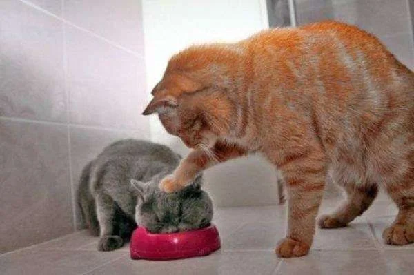 Be-Brave-Cat.webp