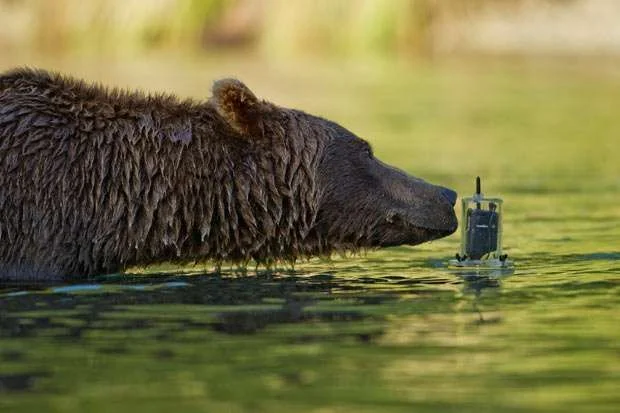 bear-camera_1881219i.webp