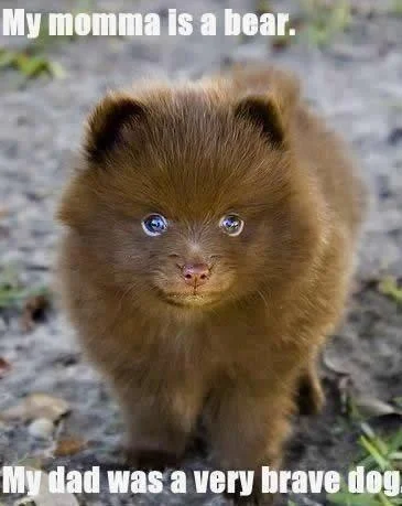 bear dog.webp