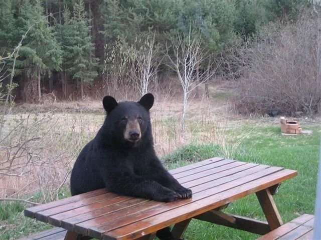 bear-table.webp