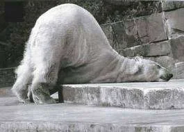 bear.webp