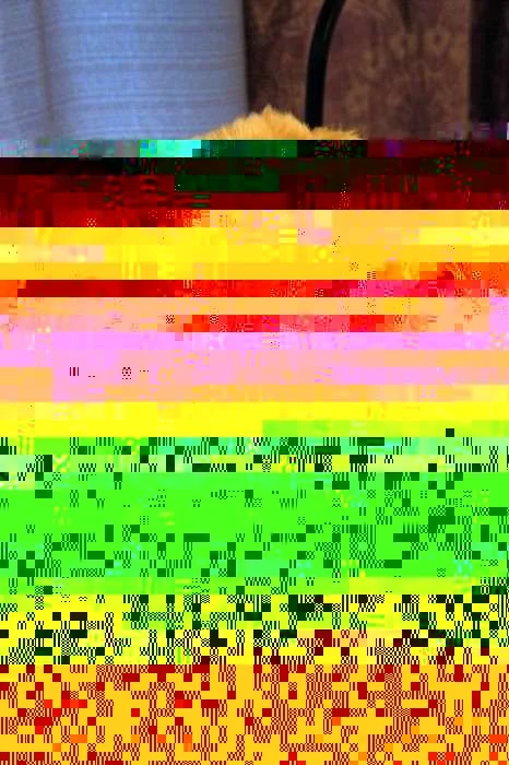 bear.webp