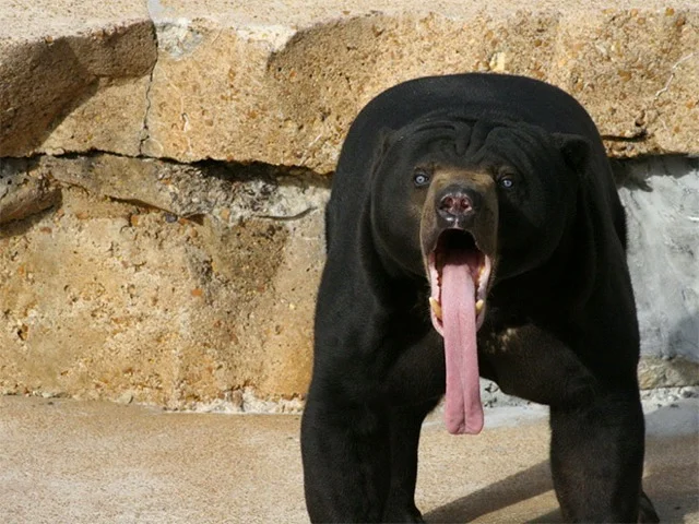 bear.webp