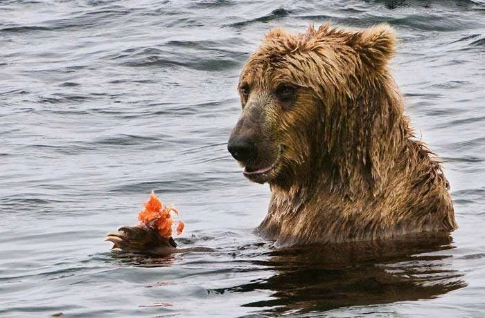 Bear_Bad-Hair-Day.webp