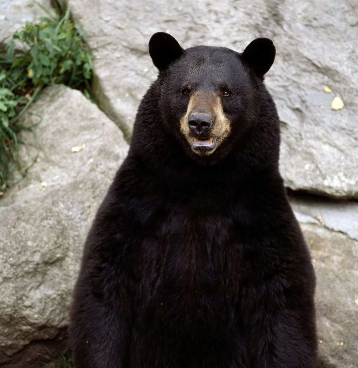 bear_bears_general_desktop_1555x1600_wallpaper-33638.webp
