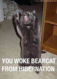 Bearcat.webp