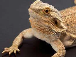 bearded dragon.webp