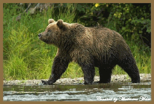 BearinWater.gif