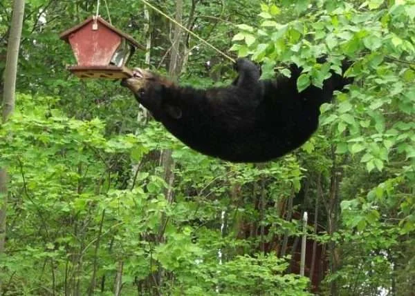 bears-can-hang.webp