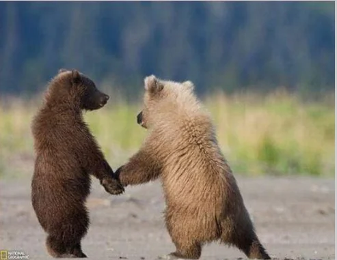 bears holding hands.webp