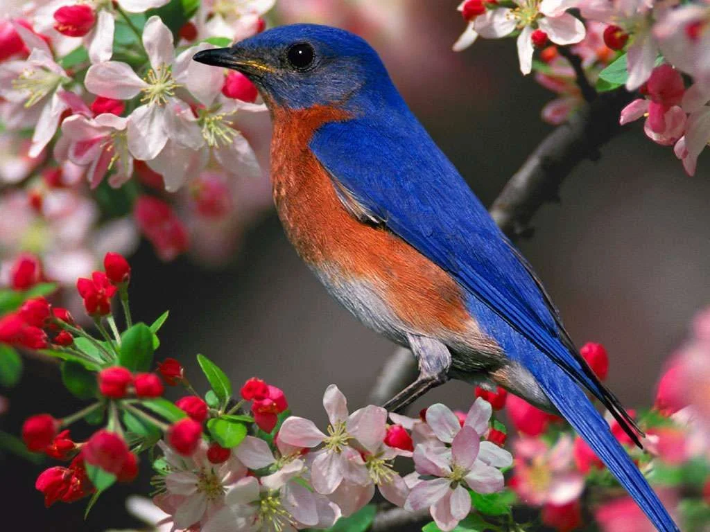 beautiful%20birds%20%20%20pics%201024X768.webp