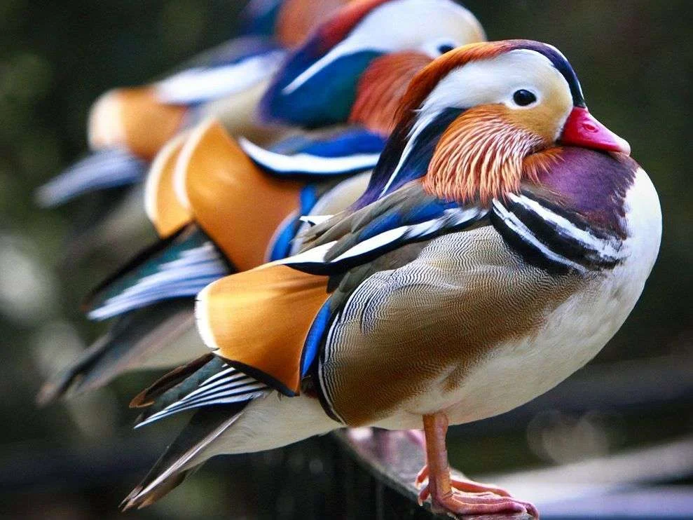 beautiful birds.webp