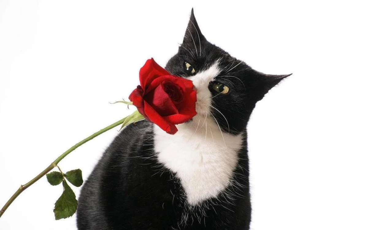 Beautiful-Cat-and-Red-Rose-roses-16155703-1280-800.webp