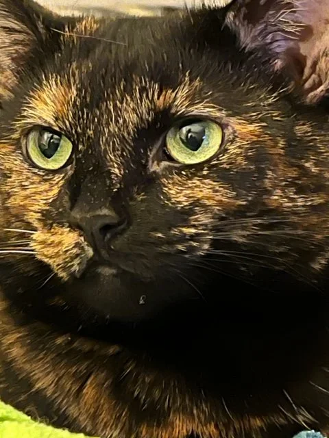 Beautiful Lottie 4-2-2022.webp