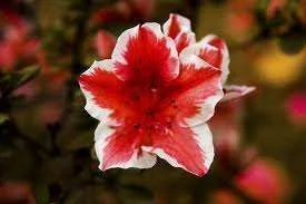 beautiful_inspiring.webp