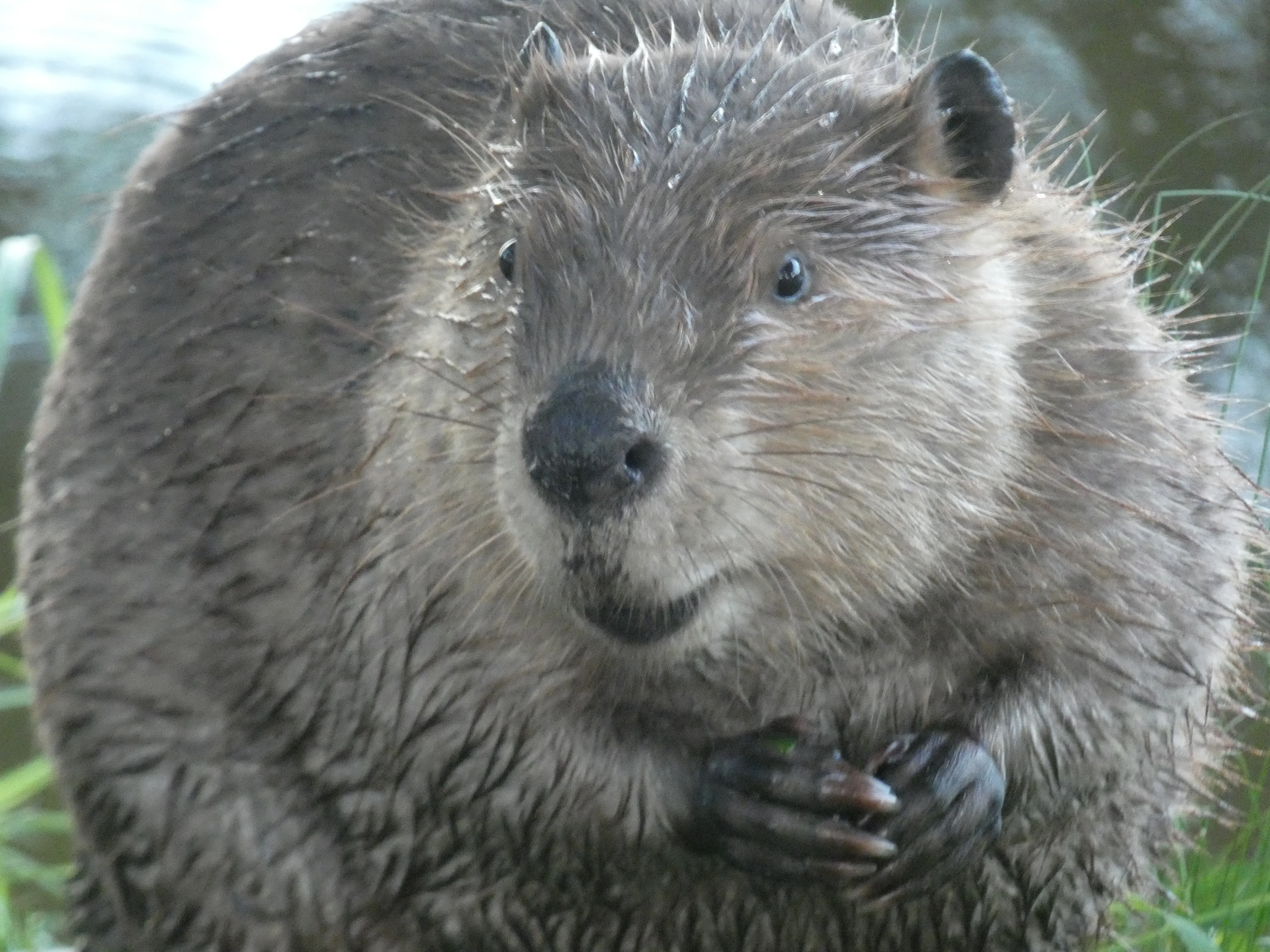 Beaver.webp