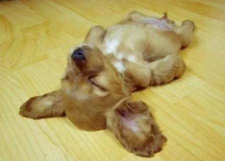 Bedtime puppy.webp