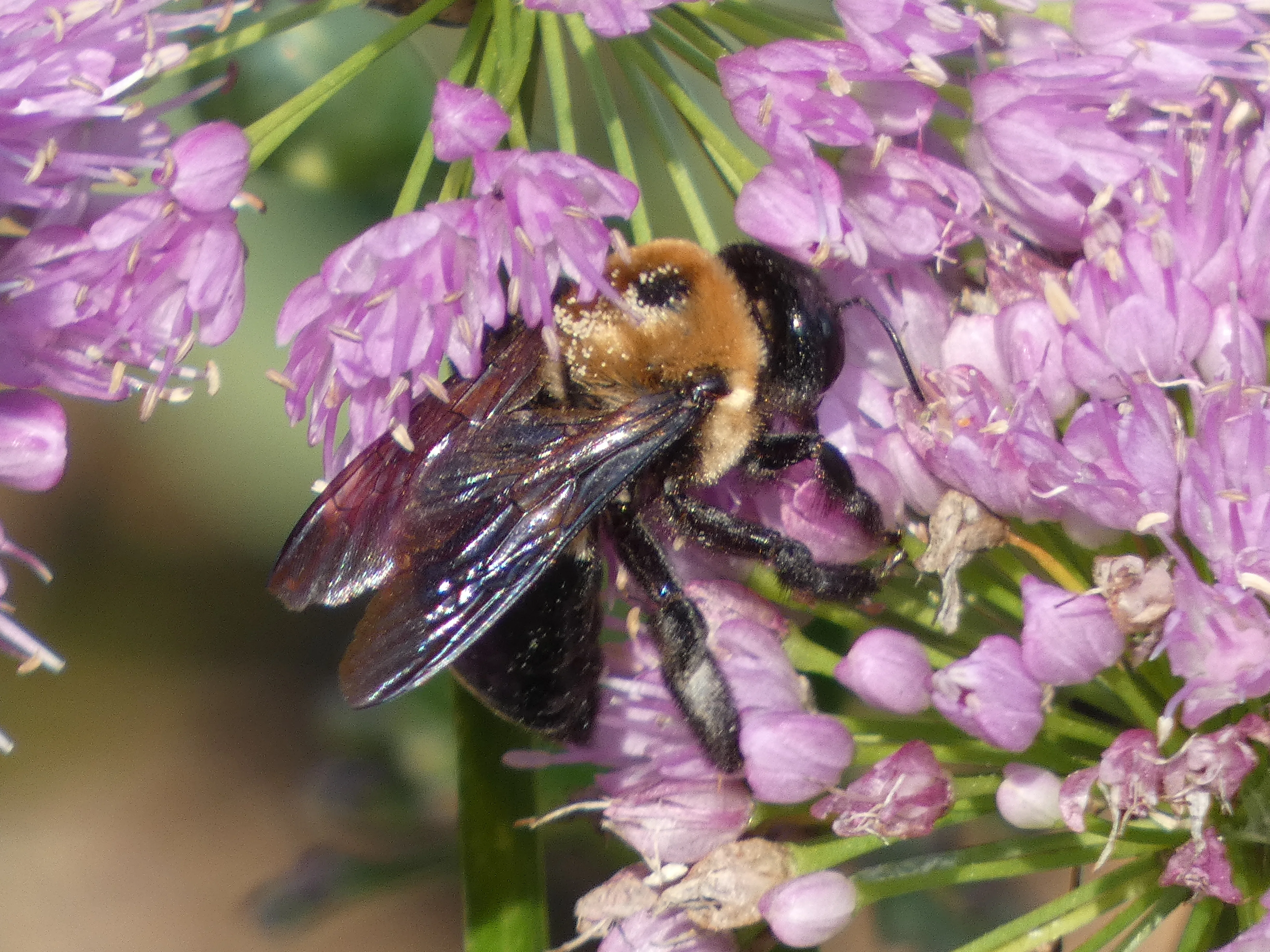 bee on flower_2 BCA.webp