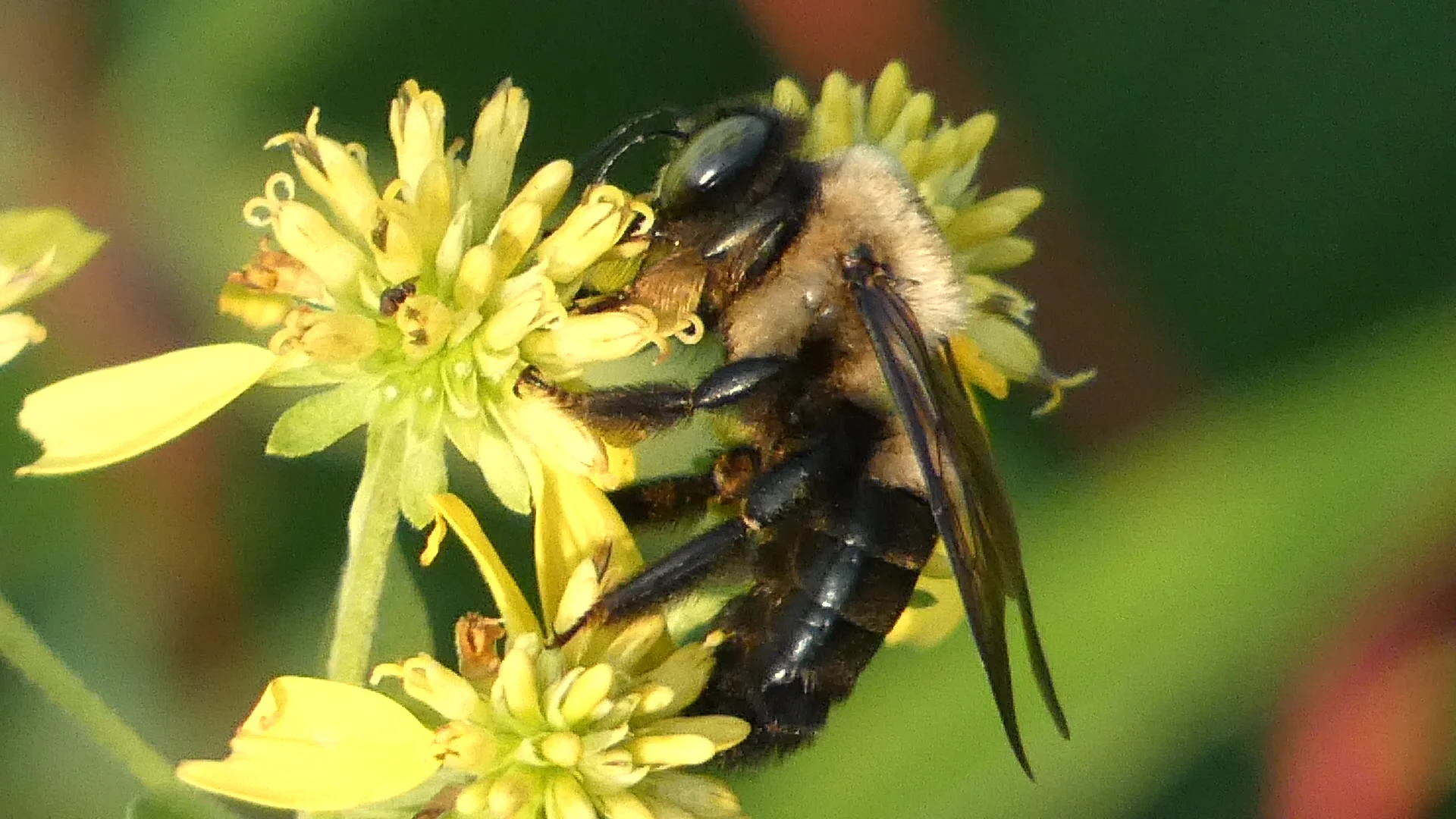 bee on flower_3.webp