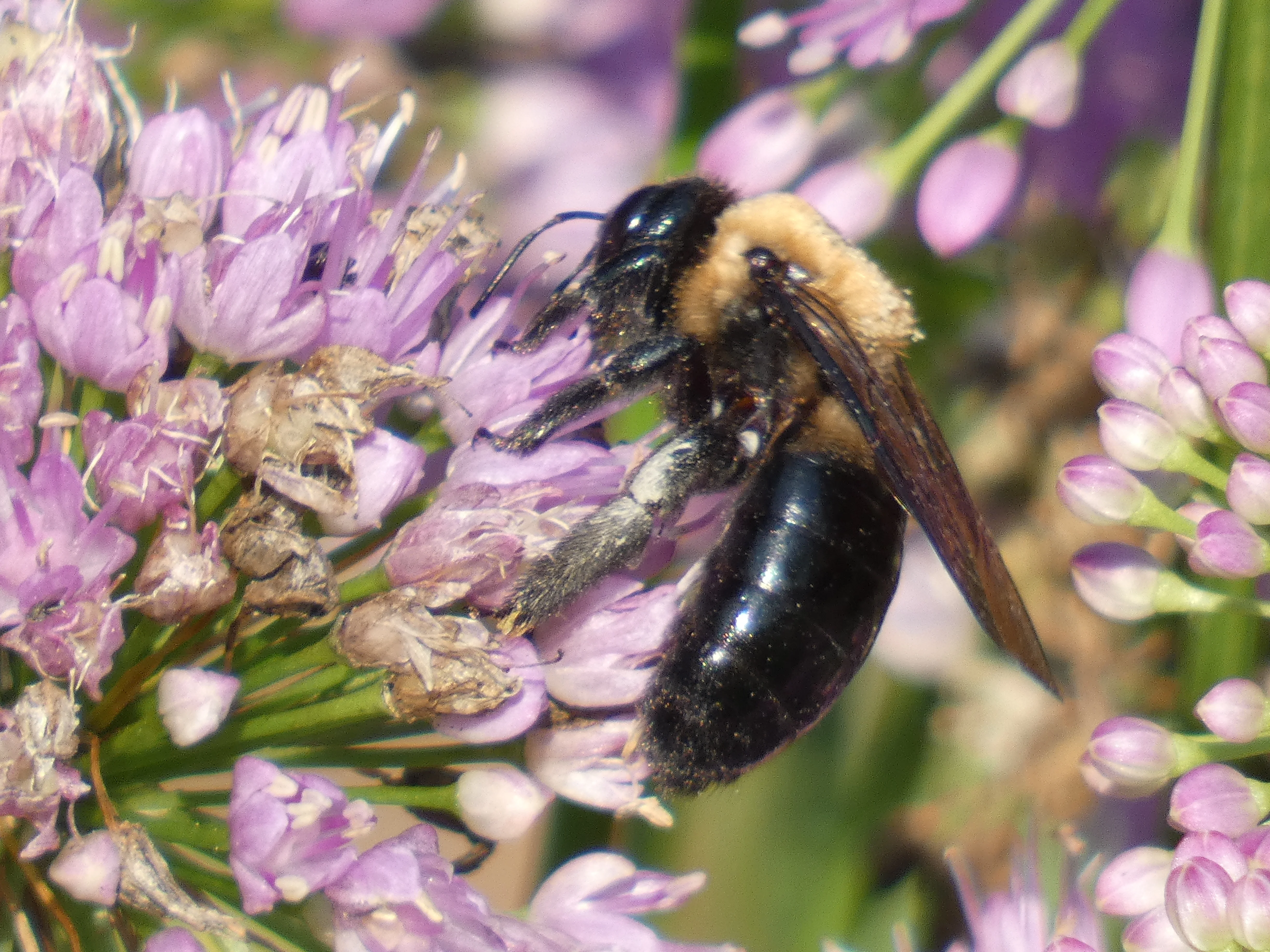 bee on purple flower BCA.webp