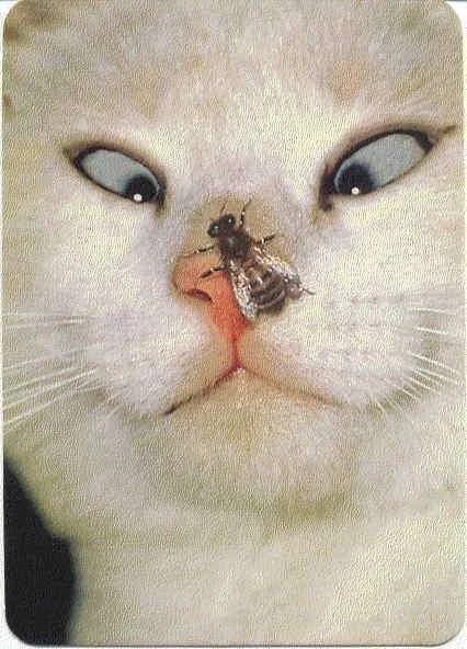 bee_cat.webp