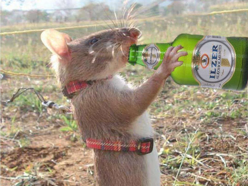 beer.webp