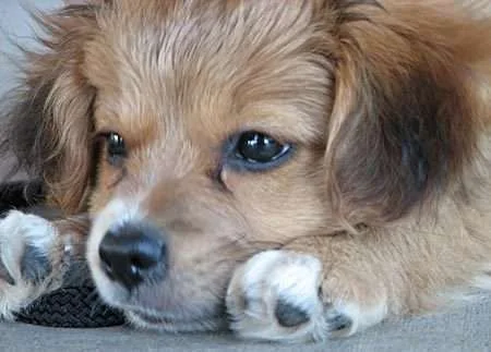 beethoven_mutt01_jpg_w450.webp