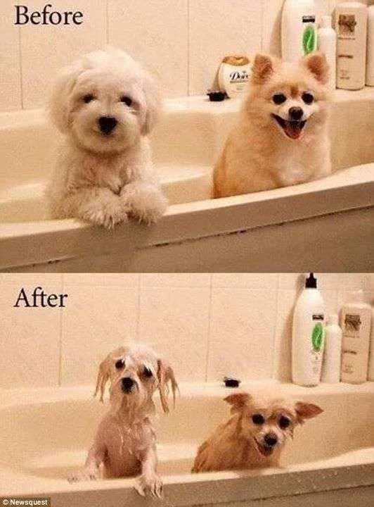 before after puppy bath.webp