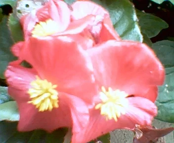 Begonia.webp