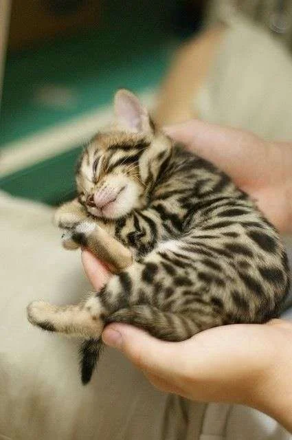bengal-kitten.webp
