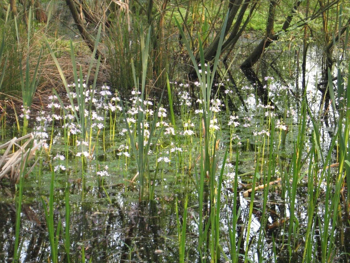 Benthall pond May 12.webp