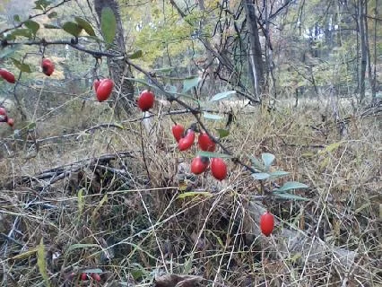Berries in the woods.webp