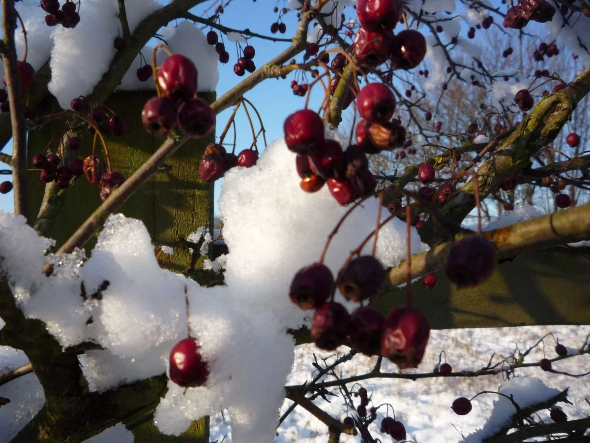 berries.webp